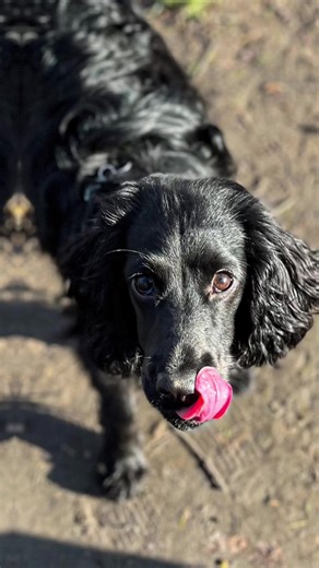 😏 #rubyspaniel #cuteanimal #doglife #funnydog #spaniel #glamour