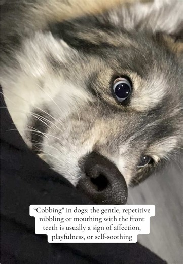 Understanding Cobbing Behavior in Dogs