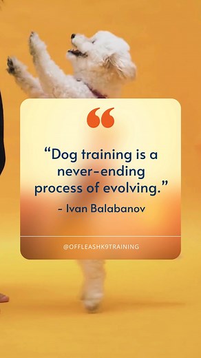 1.4K views | Dog training is a never-ending process of evolving, as...