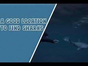 A Good Location To Find Sharks In GTA V