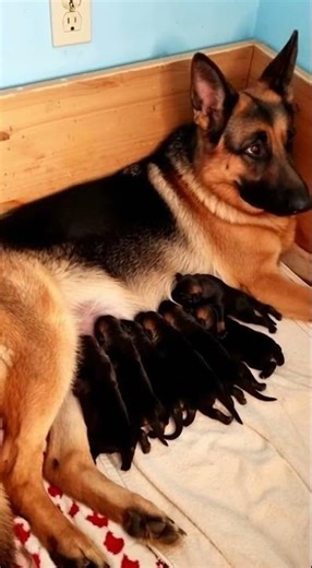 Newborn German Shepherd Puppies #newbornpuppies #babypuppies #germanshepherdshort