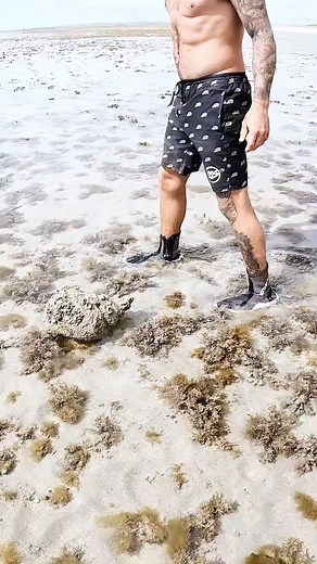 27K views · 667 reactions | biggest shell I’ve ever seen in my life | Brodiemoss | Facebook