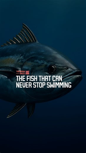 3.8M views · 64K reactions | Tuna: The Fish That Can Never Stop Swimming - What happens to a creature that can never stop moving? How does survival depend on motion alone? This video reveals the hidden truth behind one of the ocean’s fastest and most relentless predators. It explores how life and death balance on a single breath of water. Watch until the end to understand why stillness means extinction. | The Brain Maze | Facebook