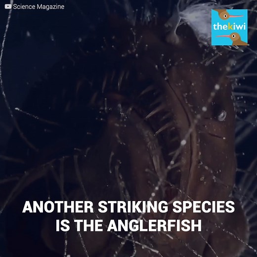 The ocean floor is the habitat for really strange and terrifying species. One of them is the giant squid, which, when considering their huge tentacles, can measure up to 7 meters! The worst part is that the being you are about to see is just an adolescent... You can now also find us on Youtube: http://bit.ly/yt-thekiwi | The Kiwi