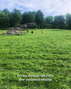 959 reactions · 107 shares | Have you every wondered whether an organic cow wants to go to pasture? Farmer Ty says it best: "Lush green grass always wins"  | Organic Valley | Facebook