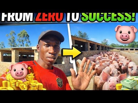 “How I Built a Successful Piggery from Scratch (Real Story)”