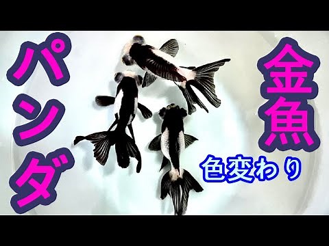 金魚の色変わりpart１ かわいい金魚 パンダ蝶尾 パンダ出目金
