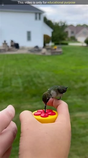 Hummingbird flying like fighter jet #shorts