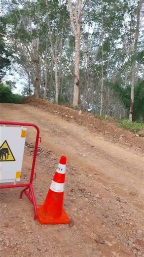 Wild elephant alert in Chumphon #KhaoYai #pitbull