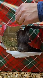 All we want for Christmas is to take care of the world's best animals! Help us unwrap our presents to some of these cuties who wanted to jump on the trend! Merry Christmas from the Claws 'N' Paws crew! 🎅☃️❄️ **We do not own the rights to this music** | Claws 'N' Paws Wild Animal Park