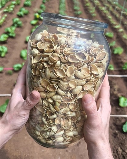 262K views · 378 reactions | Most people throw away pistachio shells without realizing how valuable they are. See how I use them | Health Tips Tricks | Facebook