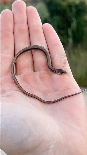 Absurdly Tiny Baby Legless Lizard!
