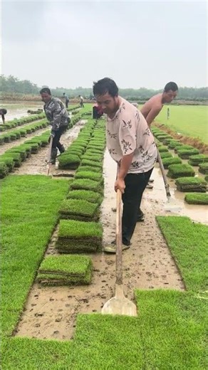 Measuring Civilized Gardens, Plant Protection, and Greening Environment with Footsteps in Lawn P