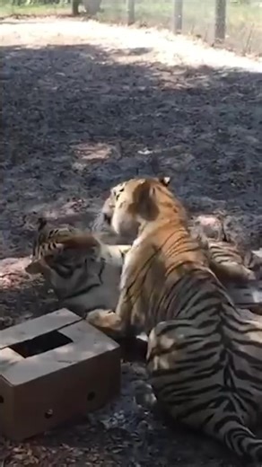 28K views · 742 reactions | Tiger fun #tigers #PlayTime #bigcats #animalrescue | The CARE Foundation | Facebook