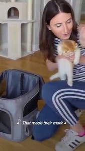 5.5M views · 73K reactions | Service dog couldn't make any friends until he met this tiny kitten — but then their parents had an even bigger surprise for both of them!  | The Dodo | Facebook