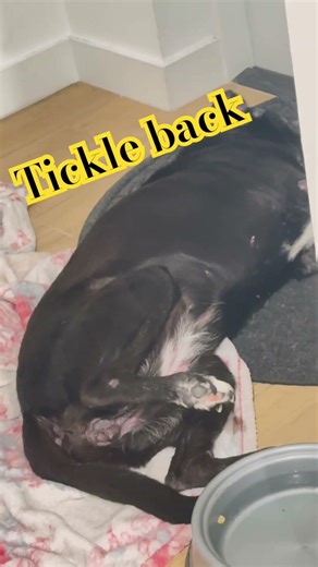 Why Is My Dog Scratching Their Back So Much? 🐶