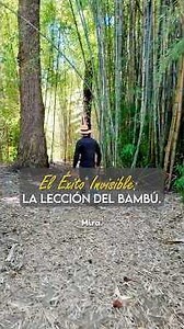 The Invisible Success: The Bamboo Lesson