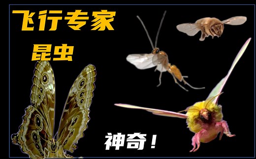 慢镜头：昆虫的飞行特技【这些昆虫起飞的瞬间你见过吗？】