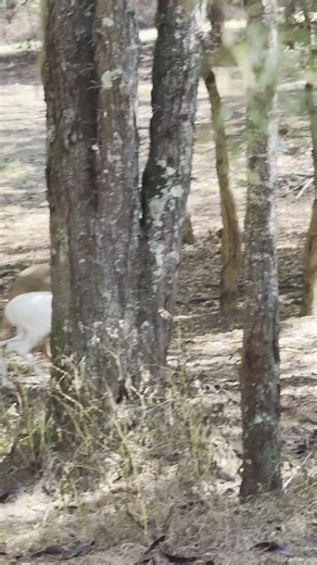Samson's Whitetail Mountain on Instagram: "Happy thanksgiving everyone ! #deer #hunting"