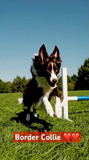 Border Collies are born to fly! 🚀🐾 Can your dog jump this high? ❤️🐶 #DogAgility #bordercollie