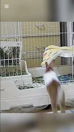 Funny Animals 2026 — Cats, Dogs & More in Epic Fails | Try Not to Laugh