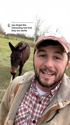 Can Mules Reproduce? Understanding Equine Genetics