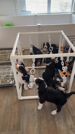 Understanding Mini Bernedoodles: Types and Care