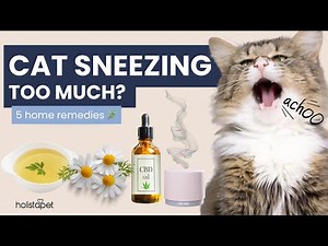 Sneezing cat? Simple and effective home remedies