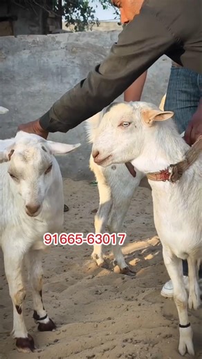 राजस्थान से कोलकाता में बकरे मंगवाओ