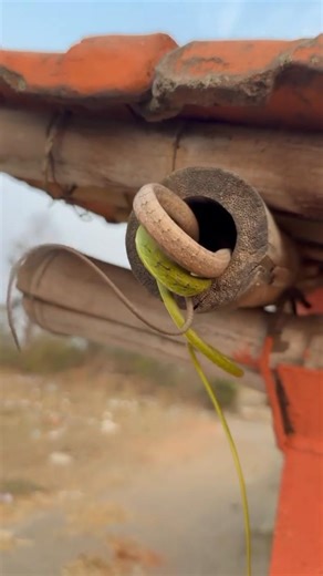 Brown vs Green Tree Snake Rescue. #reels