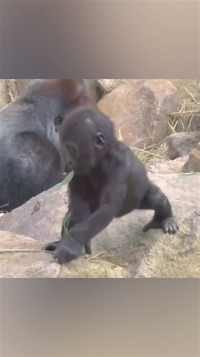 A Gorilla's Heartwarming Tale with Baby Gorilla🥰🦍🥰#gorilla #viralreelsシ #baby #dad #mom #goodtimes | Gorilla Channel