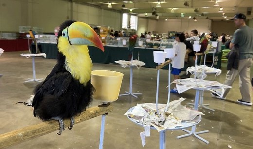 Exotic Bird Mart & Expo Brings Colorful Birds to Ventura County Fairgrounds