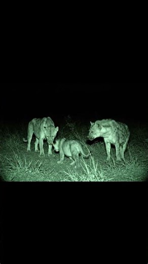 Nobody Expected This: Hyena Returns a Lion Cub to Its Mother 🦁😲