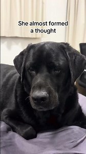 Just a single floating brain cell. #dog #dogshorts #shorts #funny #foryoupage