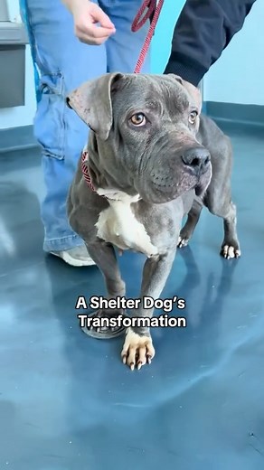 Zazu 223631 has undergone a full transformation thanks to her amazing fosters and our NH partner See Spot Rescued who helped with a mass removal, biopsy, and dental procedure. Now happy, healthy, and full of love, Zazu is looking for her furever home. She’s an incredible dog who is crate-trained, kid-friendly, and a total cuddle queen. Zazu’s adoption fee sponsored! Learn more about Zazu here https://nycacc.app/browse/223631 #nycacc #boroughbred #ACCfoster | Animal Care Centers of NYC (ACC)