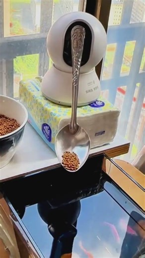 I was going back to my hometown during the Chinese New Year, so I researched this remote fish fe