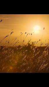 Mouse-eared bats🦇 track prey with sound Bush crickets 🦗defend themselves… also with sound. Their calls are so loud they repel the bat— And at the same time attract a mate. Nature’s loudest multitasker. #wildlife #animals #naturelovers #interestingfacts #jungle #nature #hunting #bats | Wondersofjungle