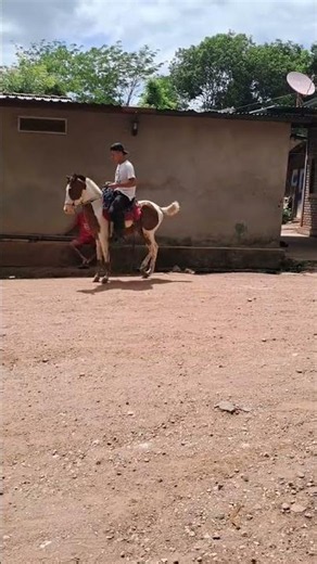 Pepe's Horse - Grupo Laberinto