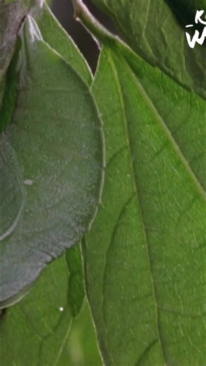 See the incredible transformation as a butterfly emerges after weeks inside. From a vulnerable state, it becomes ready to face the world and find a mate in the vibrant summer forest. A beautiful cycle of life. #Butterfly #Metamorphosis #Nature #Wildlife #Summer #Insects | Real Wild