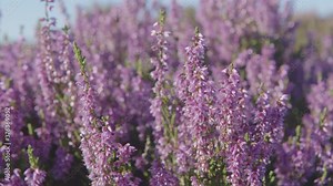 Heather flowering on the moors above Haworth the home of the Brontes, West Yorkshire
