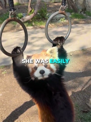 Red Panda Does Pull Ups ❤️🐼 #shorts