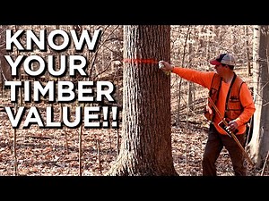 Valuing The Timber On Your Property | Timber Basis