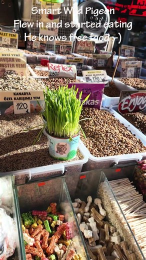 Smart wild pigeon finding free food in Spice Bazaar, Istanbul