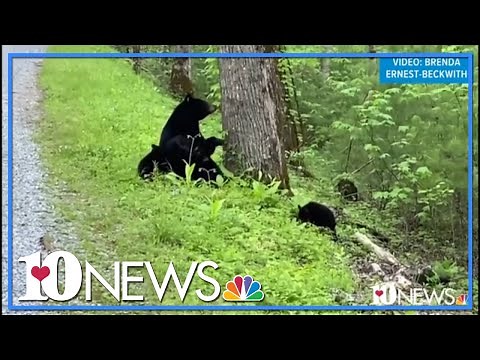 Adorable! Tiny black bear cubs purr as momma bear feeds them in the Great Smoky Mountains