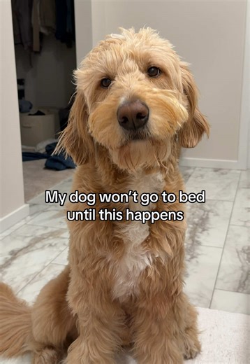 Creating a Cute Bedtime Routine for Your Dog