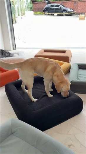 Dazy Dog 30% Off Flash Sale