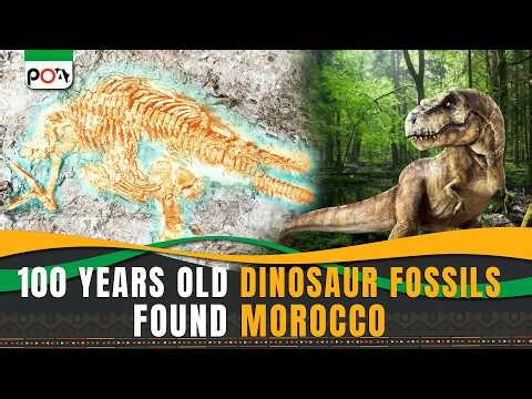 100 Years Old Dinosaur Fossils Found in Morocco