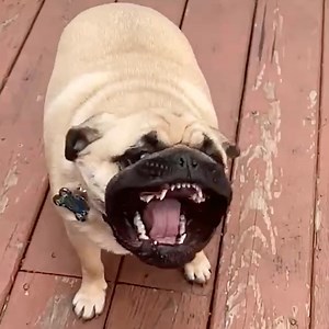 394K views · 8.3K reactions | It's time to go to the dog park!!!  | America's Funniest Home Videos | Facebook