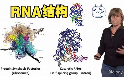【iBiology讲座】RNA的结构、剪接和相互作用 by 耶鲁大学 Anna Marie Pyle 2014