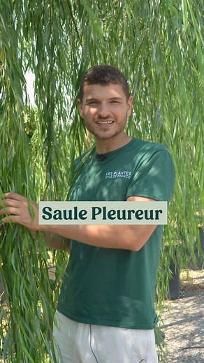 Le Saule Pleureur - Un classique 🌳🌿 Très reconnaissable grâce à ses longues branches retombantes, il est malheureusement caduc ! Il se plaît particulièrement près d’un plan d’eau ou dans une zone basse du jardin où le sol reste humide. Il a besoin d’espace, donc évitez de le coller à la maison ou à une terrasse 🏡 #SaulePleureur #AménagementExtérieur #conseiljardin #plantes | Thibault Pépinieriste